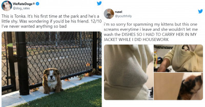 29 Animal Tweets That Will Help You Entertain Yourself No Matter What You're Doing