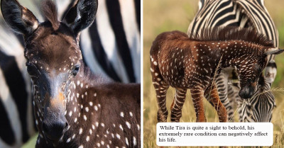 Baby Zebra Born With Polka Dots Is The Rarest Of Its Kind