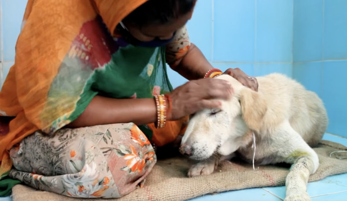 The dog stayed in the kennel for the duration of his recovery. AAU volunteers named him Shabaash!