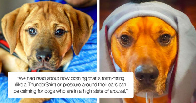 Dog Suffers From Severe Anxiety But Feels Safe With His "Quiet Ears" On