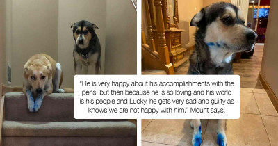 Family Wonders About Disappearing Pens In Their House, And Then Their Dogs Show Up All Blue