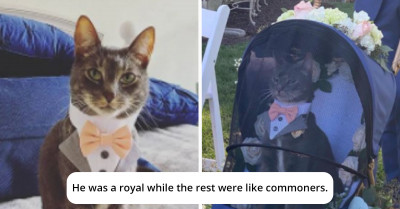 Adorable Cat Ring Bearer Totally Steals The Show