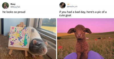 31 Funny Animal Tweets to Bring a Little More Positivity into Your Day
