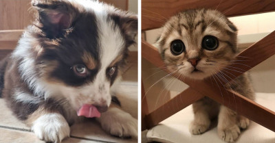 18 Wholesome Photos That Prove Animals Are Beautiful Beyond Words