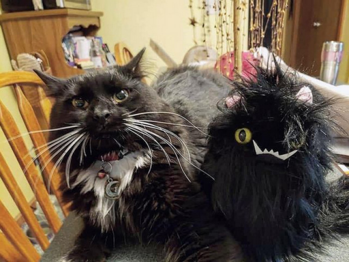 How's the spunky, graduated cat doing today? Glad you asked. Hailee said: