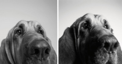 These Adorable Monochrome Series of Pictures of Dogs Growing from Puppies to Adults Will Make Your Heart Melt