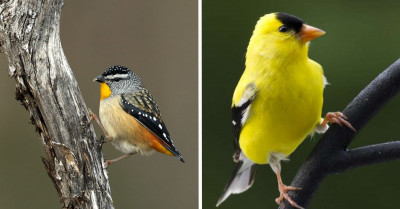 Small But Incredible – Meet the Brightest, Mightiest, and Tiniest Birds You’ll Ever See