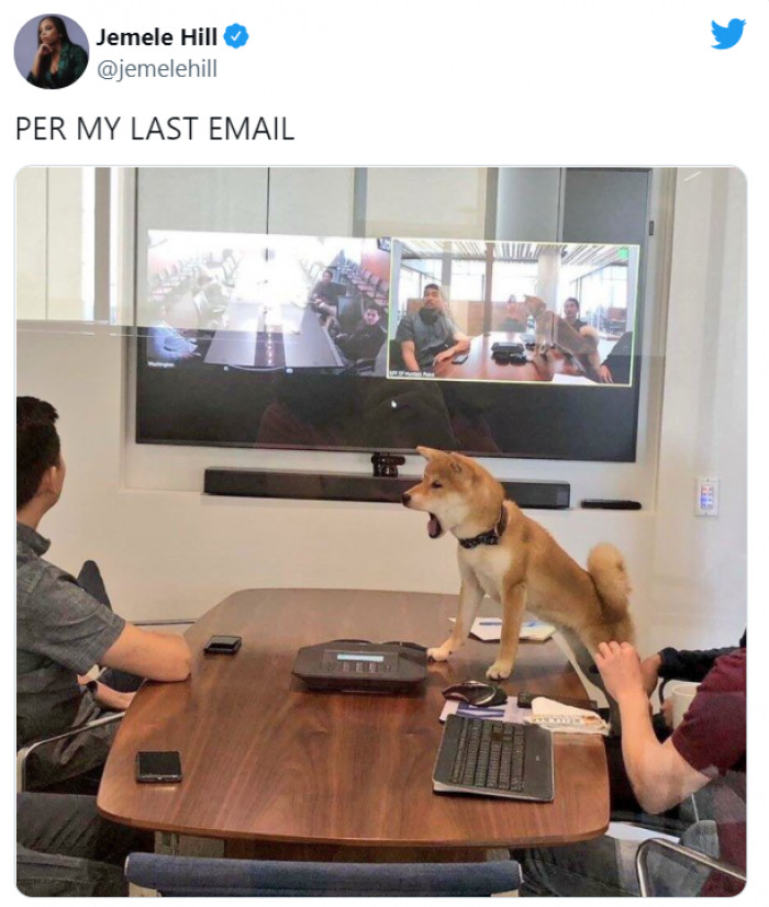 2. This dog pretending to be a mad office boss. 