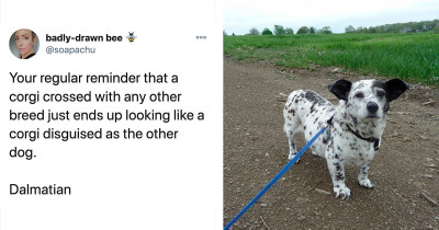 Corgi Dogs Bred With Other Dog Breeds Just Look Like Disguised Corgi Dogs
