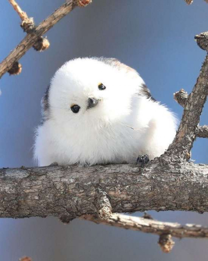 If you are in need of something cute and squishy to see today, just stare at this adorable photo of a Long-Tailed Tit!