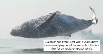 Few People Have Seen Something As Incredible As This 40-Ton Humpback Whale Leaping Majestically Out Of The Water