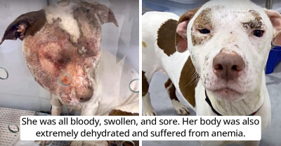 Suffering Dog With Severely Swollen Face Roamed Streets Aimlessly Until Good Samaritan Saves Her Life