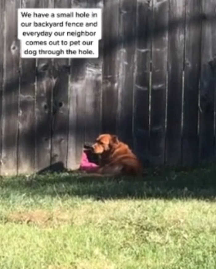 Some dogs just LOVE people, and Crimson is one of those beautiful dogs who will get attention from anywhere!