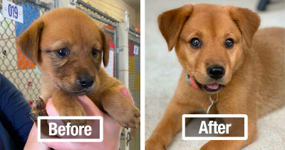 Adorable Dogs Totally Transform Before And After Adoption In These Heartwarming Photos