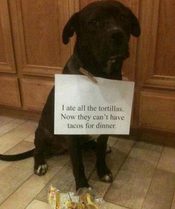19. The dog who ruined dinner