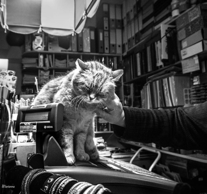 Cat and human friends sharing a moment in a business environment