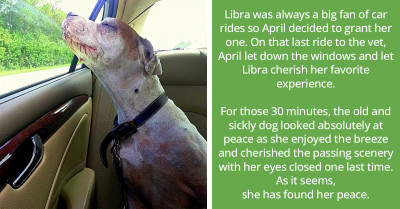 Girl Takes Dying Dog On One Last Car Ride, Pup's Expression Is Just Heartbreaking