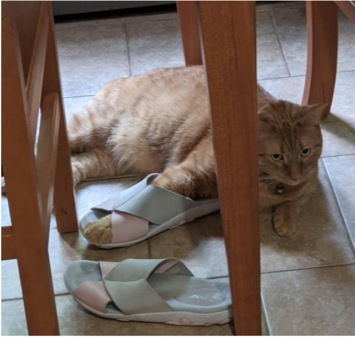 14. “Clover enjoys my sandals.”