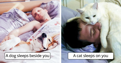 Cats Versus Dogs: 12 Hilariously Accurate Photos That Reveal Their Similarities and Differences