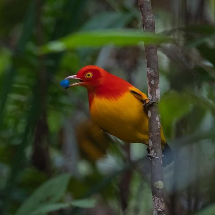 Here is the flame bowerbird...