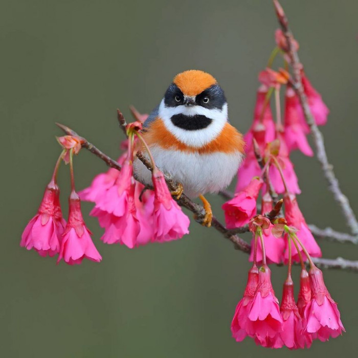 This Bird That Has A Mischievous Pattern Looks Like Quite The Adorable  Troublemaker