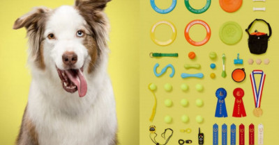 Dog Personalities Revealed Through Their Most Prized Possessions
