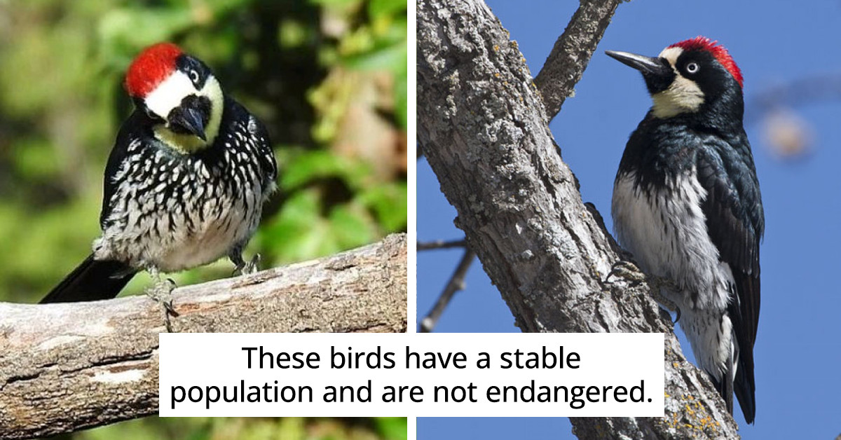 The Acorn Woodpecker Is A Glossy Black Bird With A Streaked Chest, A Red Cap - And A Charming Personality