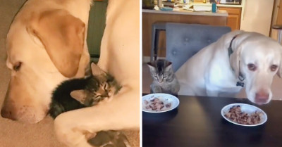 Everyone Is Gushing Over The Unexpected Friendship Between This Tiny Kitten And Golden Retriever Dog