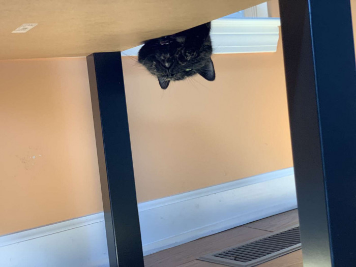 Squished in the window is Wednesday's new favorite place to hang out!