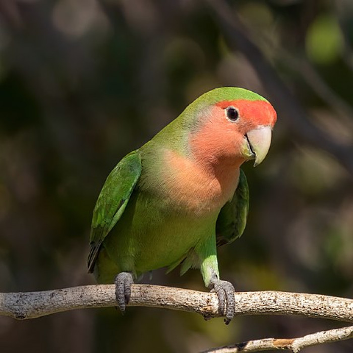 They are the epitome of true love, hence their name. Lovebirds mate for life, and can get depressed when they are separated from their partner.