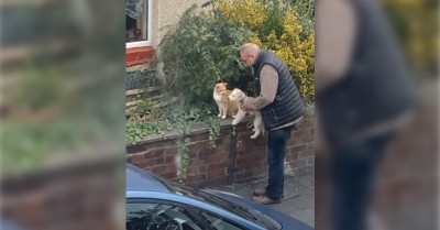 Woman Posts A Video Of A Man Helping His Dog Make Friends With A Cat, And It’s The Purest Thing Ever