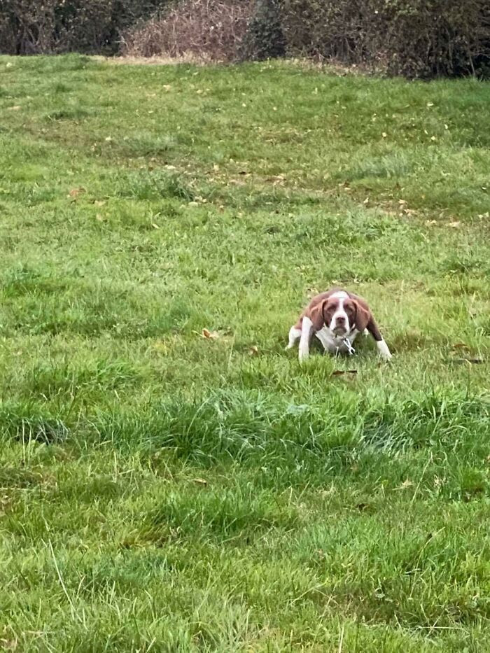 9. How she waits for me to throw the ball