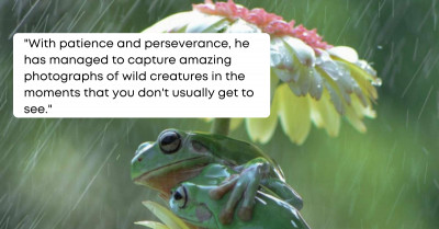 Indonesian Photographer Captures Adorable Pictures Of Frogs Hugging In Rain