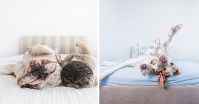 Series of Adorable Portraits Featuring Dogs Lying Upside Down Is Sure to Put a Smile on Your Face
