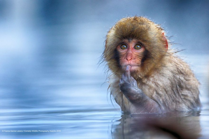 Wildlife subject lunges confidently, “WOAH” reaction, playful comedic showdown pose