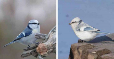 The Tiny Azure Tit Might Just Be The Cutest White And Blue Bird