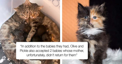 Orphaned Kitten Is A Chimera And Looks Like Two Kitties Were Smooshed Into One