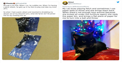 30 Pictures Of Occasions Where The Intelligence Displayed By Pets Creeped Out Their Owners