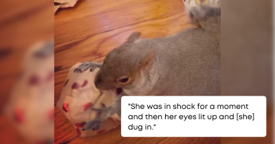 Rescue Squirrel Is So Excited To Open Her Gift, and It Will Melt Your Heart