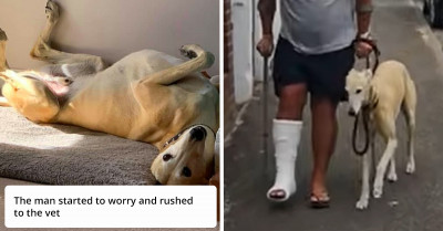 Man Finds Out His Dog Was Only Pretending To Walk With A Limp After An Expensive Trip To The Vet