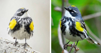 Meet The Goldman's Warbler, The Bird With Beautiful Yellows That Vividly Contrast Against Black And White