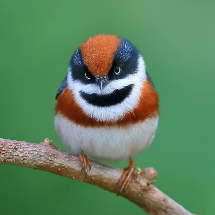 This cute little bird with a permanent grin is called the black-throated bushtit, and it's mark makes it have a permanent grin on its appearance.