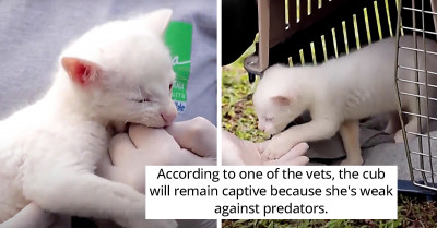 Rare Albino Jaguarundi Cub Found and Rescued in Colombia