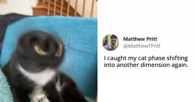 22 Hilarious Tweets About Dogs And Cats