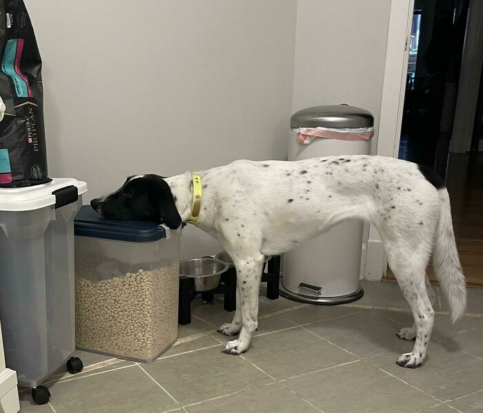 36. Someone is patiently waiting for dinner