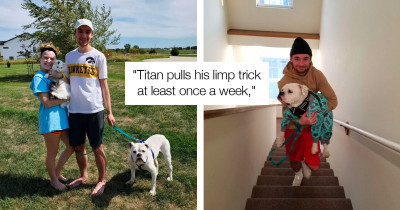 Silly Dog Doesn’t Like Climbing Stairs, So He Fakes A Limp Every Time He Sees Them