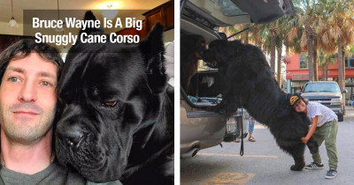 Enormous Dogs Have No Clue Just How Big They Really Are