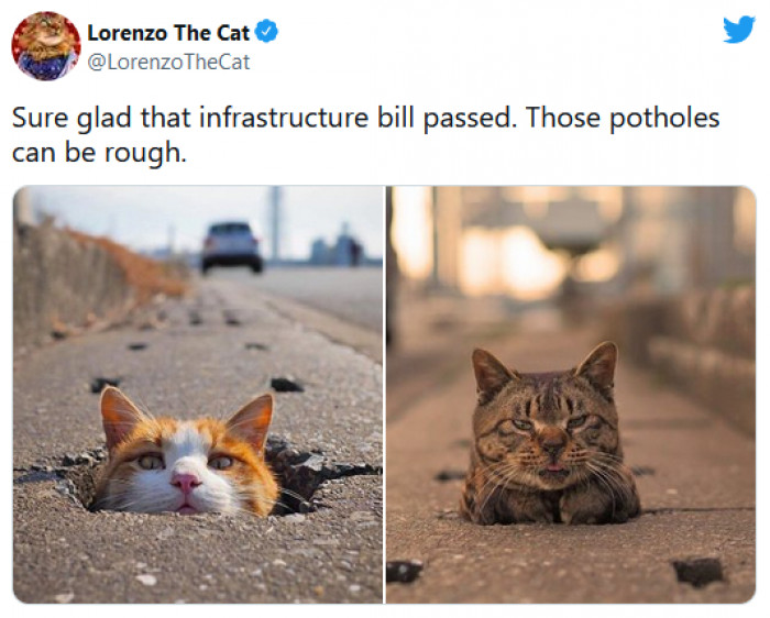 18. Councils are taking away cat hiding places!