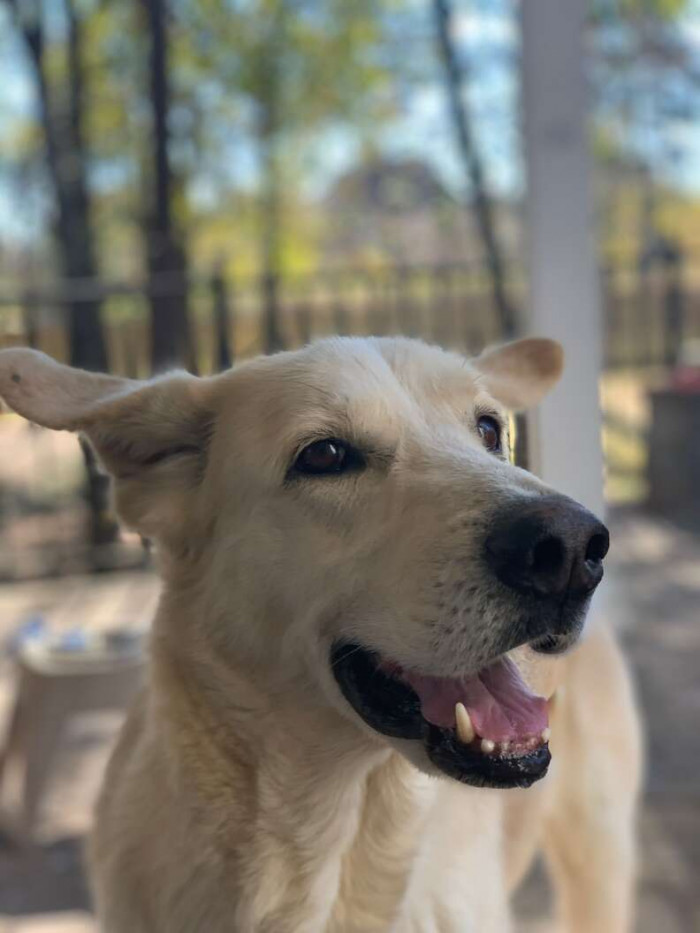 Who is a good boy? Rudy is...