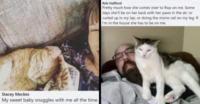 15 Stories Of Cats And How They Choose To Prove That They Love Their Owners